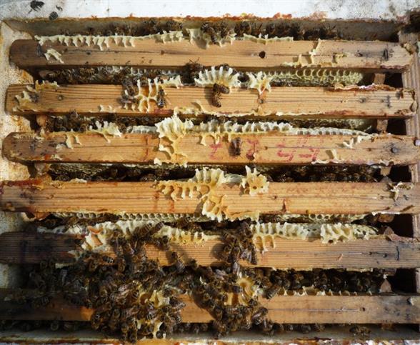 Sommer bifamilier 12x10 Rammemål